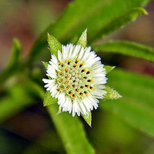 Truly Amazing Benefits Of Bhringraj Powder For Hair Growth