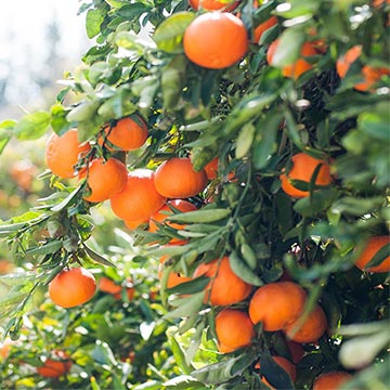 13 Benefits & Uses Of Orange Peel Powder That Will Blow Your Mind