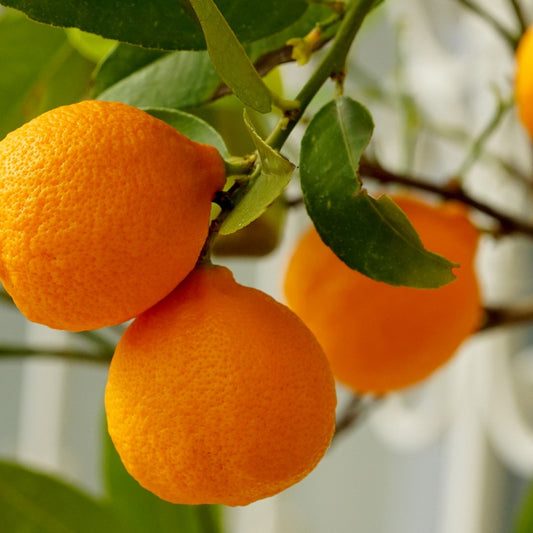 How To Make DIY Vitamin C Serum