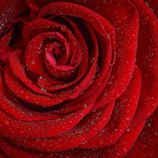 Beauty Benefits Of Rose Petal Powder For Skin