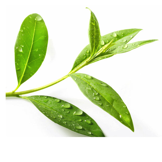 Extraordinary And Essential Uses Of Tea Tree Powder For Skin
