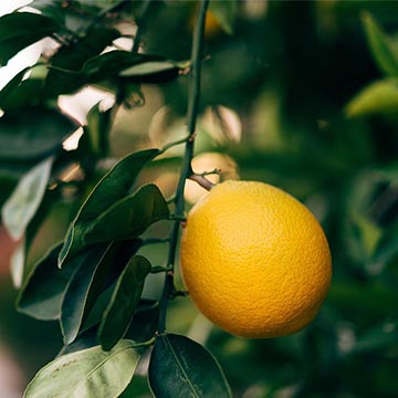 6 Citric Acid Uses That You Didn't Know Before