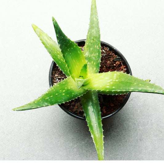 6 Health Benefits Of Organic Aloe Vera Powder