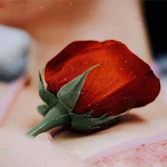 8 Benefits Of Rose Petal Powder For Skin